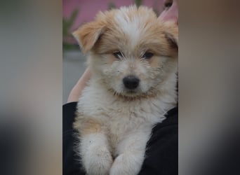 Kleiner Kiwi sucht sein Zuhause