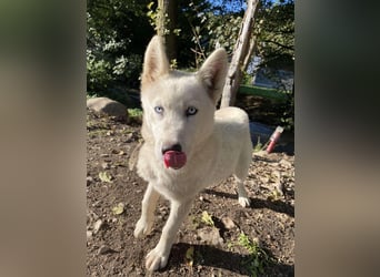 Moon - schneeweißer Husky