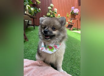 Bonnie SR - Spitz-Prinzessin sucht ihr Für-immer-Zuhause