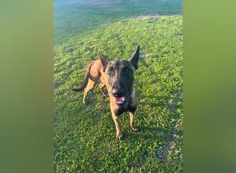 Salva, perfekter Malinois der einfach nur gefallen will