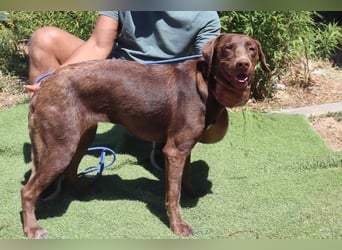 Zoe, Labrador-Mix, lieb und sozial