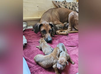 Rodesian Ridgeback Welpen im Kennel "Free Spirit"