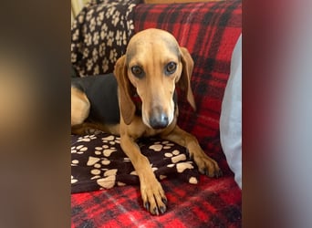 Couch gesucht für CONNIE