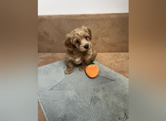 Maltipoo - Welpen - Rüden und Hündin