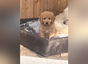 Goldendoodle mini Medium Doodle Abgabe an Pfingsten