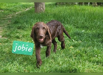 Welpen Labradoodle F1 Braun Könispudel x Labrador