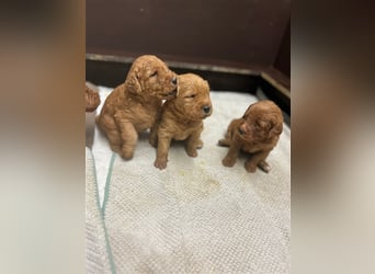 Labradoodle Welpen F1 in foxred/apricot