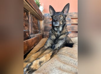 Draco