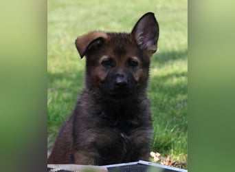 Schäferhund, Welpen, gerader Rücken, SV Papiere