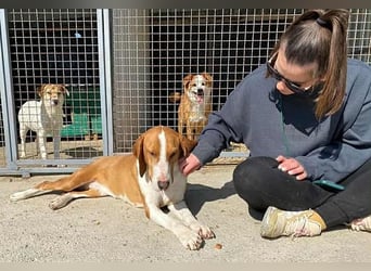 ❤️ superliebe Schmusemaus ABINA - 6 Jahre, 50cm/25kg - Balkan-Bracken-Mix