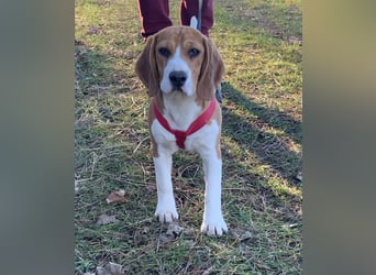 Beagel Hundin