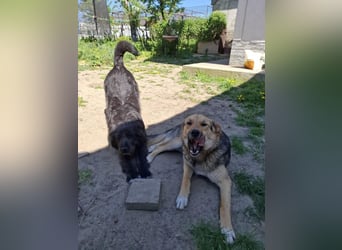 Emma - liebe, soziale, katzenverträgliche Schäferhundmix-Hündin mit Handicap / noch in Rumänien