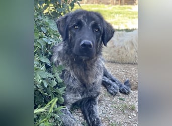 Zazu, geb. ca. 10/2022, lebt in GRIECHENLAND, städt. Tierheim Serres
