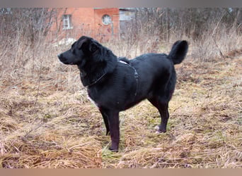 Familienhund Semön sucht ein Zuhause