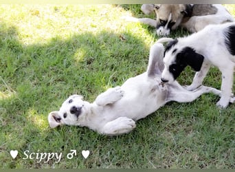 Scippy  und Kea suchen ab sofort ein Zuhause