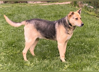 schüchterner Schäfer-Mix-Senior Benny