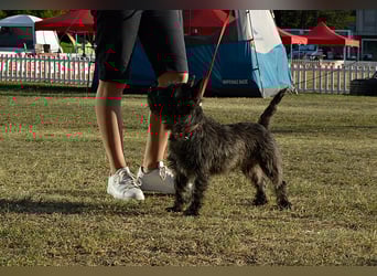 Cairn terrier puppies