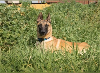 AMILA ❤️ wunderbare Malinois Dame, Pflegefamilie Kempen