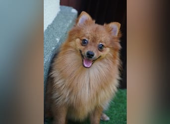 Nico SR - Kleiner Schatz sucht Liebe!