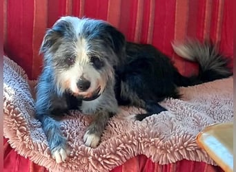 Sonnenschein Greta sucht aktives Zuhause