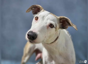 Christa ( Galgo Mix), ist ein absoluter Sonnenschein