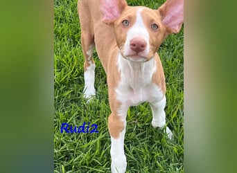 Rudi2 geb. 03/2025 (ESP) - sportlicher Podenco Ibicenco Welpe!