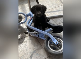 Labrador Mix Welpen