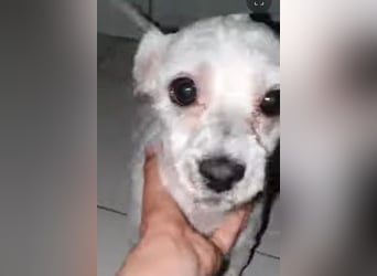 Snoopy - freundlicher, aktiver, verspielter Maltester-Mix Rüde / ab 10.05.25 auf PS in Brakel