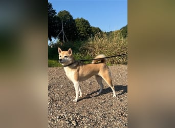 Kokette 3/4 Shiba Inu 1/4 Beagle Hündin Aiko (1,8 Jahre alt)