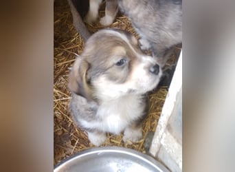 SIMBA - Traumzuhause gesucht