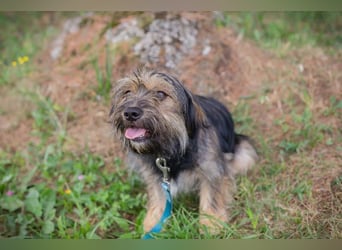LUNA - das sanfte, kleine Hundemädchen sucht ein ruhiges, liebevolles Zuhause