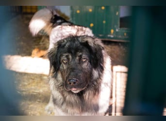 Bear: Hat seine Angst überwunden