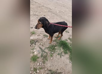 Linda - einfach ausrangiert