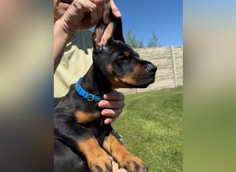 Dobermann Welpen Bohemia Gotika