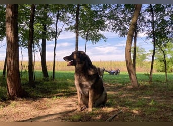 JUNI - lieber und vorsichtiger Herdenschutzhund-Schäferhund Mix - sanfter Riese sucht Zuhause