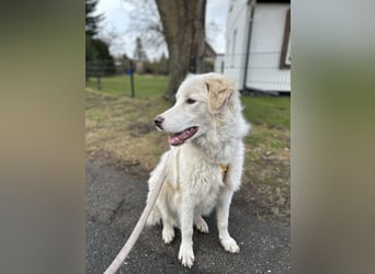 Alain: unkomplizierter Familienhund