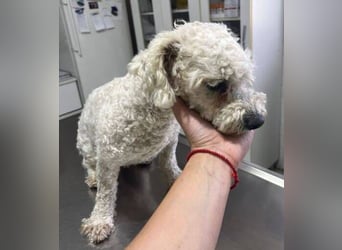 Bernd, Bichon Frisé-Mischling
