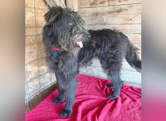 fröhlicher Familienhund TIMO - 1,5 Jahre, 56cm/18kg - Schnauzer-Mix