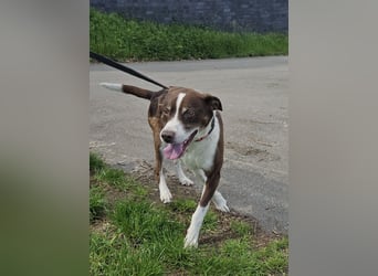 Cayo, 5 Jahre, sucht kompetentes Zuhause
