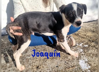 Joaquín 10/2024 (ESP Pflegestelle) - neugieriger und zärtlicher, kleiner Bodeguero-Mix Welpe!