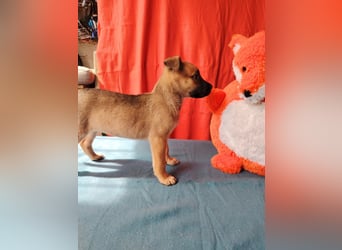 Die kleine Dorisz ist lieb und verspielt !