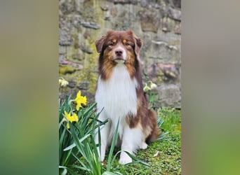 Australian Shepherd Deckrüde in Red Tri reine exklusive Showlinie  /ASCA und FCI Pedigree -