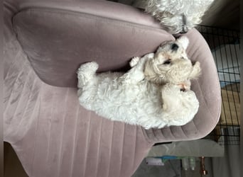 Bichon Frisé