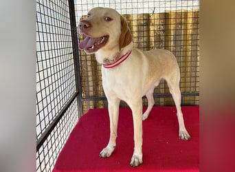 ❤️ wunderschöner Schmusebär PABLO - 2 Jahre, 50cm/20kg - Vizsla-Mix ❤️