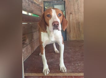 ♥Rosie♥ liebevolle, aktive Bracken-Lady