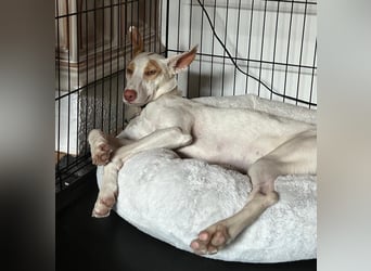 Barbi, sucht dringend einen neuen Platz