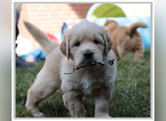 Golden Retriever Welpen vom Thüringer Wald