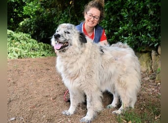 Jereld - Hund mit Sommersprossen sucht seine Familie