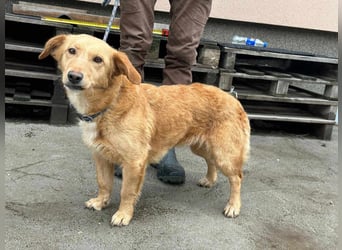 Cindy, geboren 01.01.2023, 40cm sucht ihr Körbchen