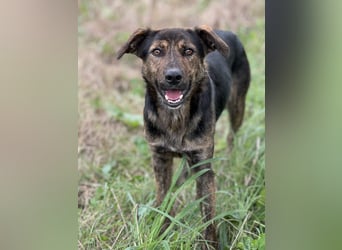 Rino – ein Seelchen von Hund